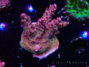 WYSIWYG LR Acropora Gold Dust