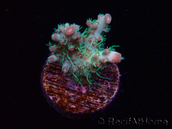 WYSIWYG RAH Acropora Strawberry Ice 5P2