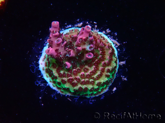 WYSIWYG RAH Acropora hyacinthus Red Planet 5A4