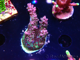WYSIWYG RAH Acropora hyacinthus Red Planet 5A4
