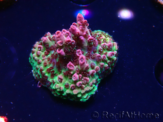 WYSIWYG RAH Acropora hyacinthus Red Planet 5A3