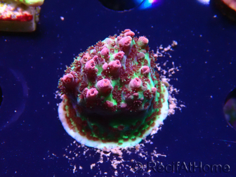 WYSIWYG RAH Acropora hyacinthus Red Planet 5Z1