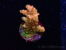 WYSIWYG AK Acropora Bill Murray 5Z1