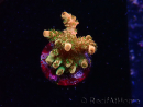 WYSIWYG AK Acropora Bill Murray 5N7