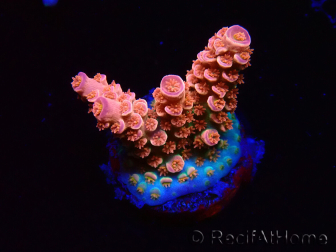 WYSIWYG RAH Acropora tenuis Red Ruby 5V8