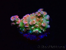 WYSIWYG MH Acropora tenuis Unicorn 5V9