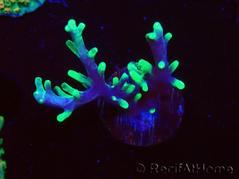 WYSIWYG RAH Acropora carduus Black Dragon 5U3