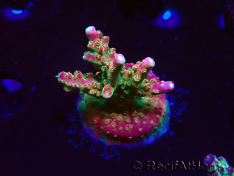 WYSIWYG FF Acropora Skittles Bomb 5H6