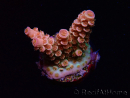 WYSIWYG RAH Acropora tenuis Red Ruby 5V8