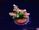 WYSIWYG FF Acropora Skittles Bomb 5H6