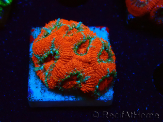 WYSIWYG - RAH Micromussa Lava Burst E2