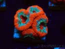 WYSIWYG - RAH Micromussa Lava Burst F2