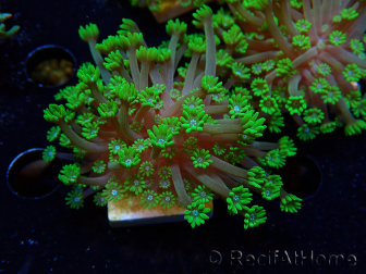 WYSIWYG RAH Alveopora Green Goblin 17D2
