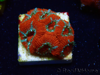WYSIWYG - RAH Micromussa Lava Burst E2