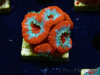 WYSIWYG - RAH Micromussa Lava Burst F2
