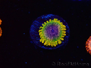 WYSIWYG - JF Zoanthus Acid Reflux 2Q4