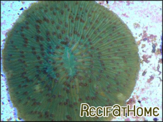 Fungia moluccensis couleur sp