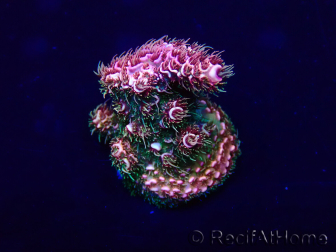 WYSIWYG Acropora 15K1 Australia acclimated LED