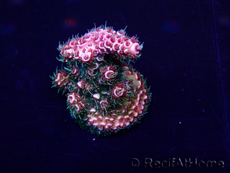 WYSIWYG Acropora 15K1 Australia acclimatato led