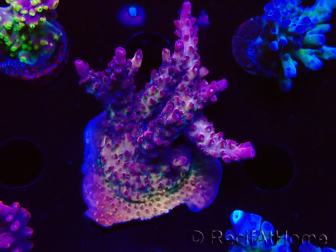 WYSIWYG LR Acropora Gold Dust 5D8