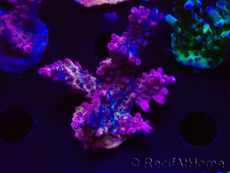 WYSIWYG LR Acropora Gold Dust 5D9