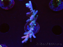 WYSIWYG LR Acropora latistella 5T6