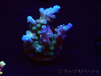 WYSIWYG LR Acropora latistella 5H2
