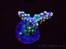 WYSIWYG Acropora aculeus 5H1