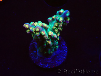 WYSIWYG Acropora Fruity Pebbles 5W7
