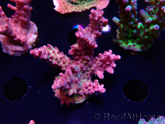 WYSIWYG LR Acropora Gold Dust