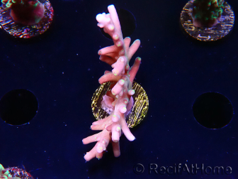 WYSIWYG LR Acropora latistella 5T6