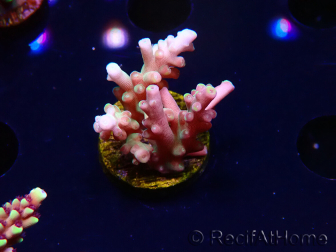 WYSIWYG LR Acropora latistella 5T7