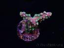 WYSIWYG Acropora aculeus 5H1