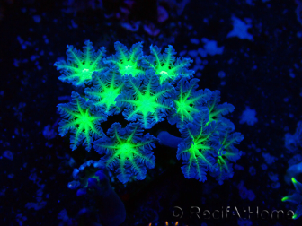 WYSIWYG Clavularia sp 20K1