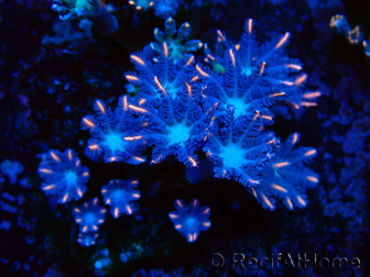 WYSIWYG Clavularia sp 20K2