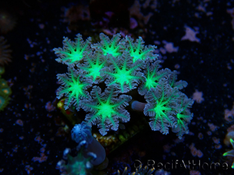WYSIWYG Clavularia sp 20K1