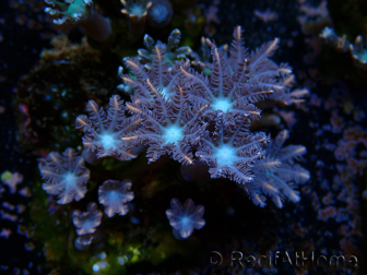 WYSIWYG Clavularia sp 20K2