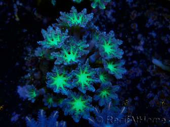 WYSIWYG Clavularia sp 20K5