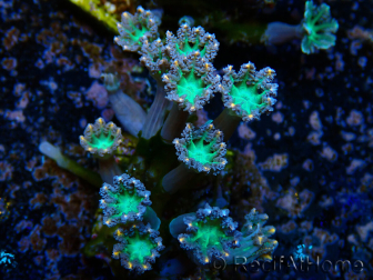 WYSIWYG Clavularia sp 20L5