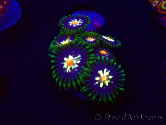 WYSIWYG - JF Zoanthus Stargazer 2S2