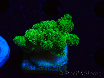 WYSIWYG Pocillopora damicornis vert