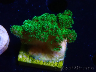WYSIWYG Pocillopora damicornis green