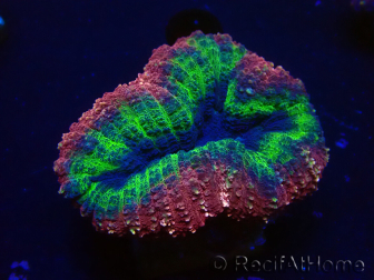 WYSIWYG Lobophyllia(Skelett 7 cm)