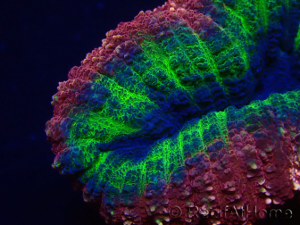 WYSIWYG Lobophyllia (Skeleton 7 cm)