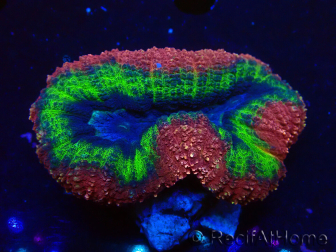 WYSIWYG - Lobophyllia (Skeleton 3.5 cm)