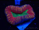 WYSIWYG - Lobophyllia(Skeleton 3.5 cm)