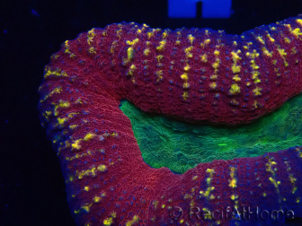 WYSIWYG - Lobophyllia(Skeleton 3.5 cm)