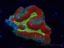 WYSIWYG - Lobophyllia (Skeleton 3.5 cm)