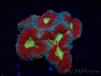 WYSIWYG - Lobophyllia sp 18 (Skeleton 3.5 cm)