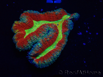 WYSIWYG - Lobophyllia sp 20 (6.5 cm)